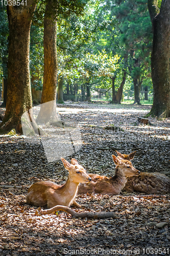 Image of Sika deers Nara Park forest, Japan