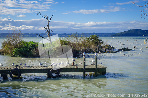 Image of Seagulls on wooden pier, Rotorua lake , New Zealand