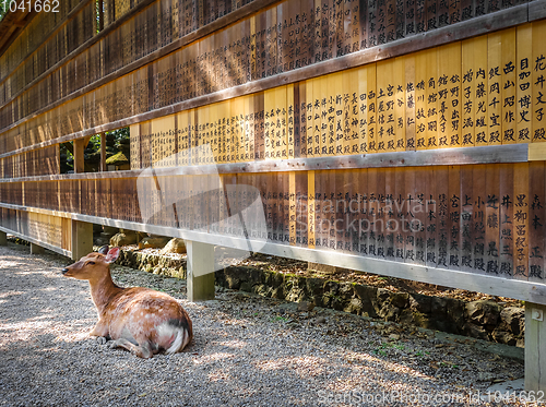 Image of Deer in front of Wooden tablets, Nara, Japan