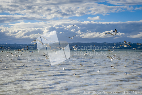 Image of Seagulls on Rotorua lake , New Zealand