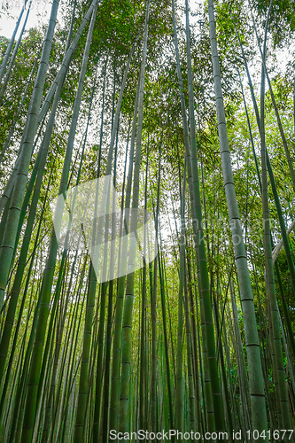 Image of Arashiyama bamboo forest, Kyoto, Japan