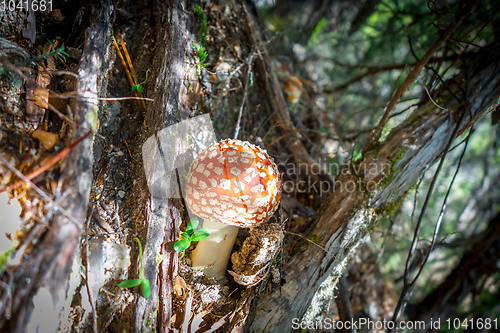 Image of Amanita muscaria. fly agaric toadstool