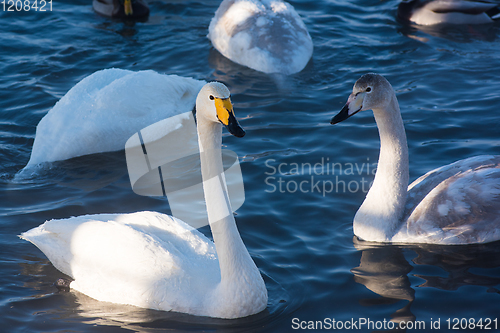 Image of Beautiful white whooping swans