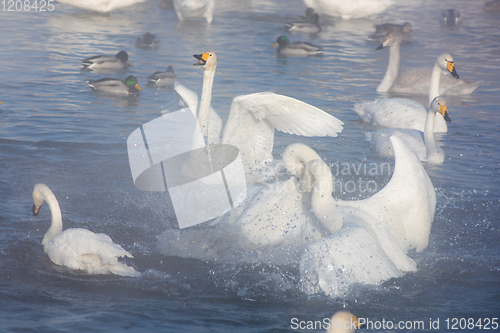 Image of Beautiful white whooping swans