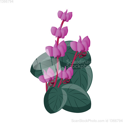Image of Vector illustration of pink cyclamen flowers with green leafs on