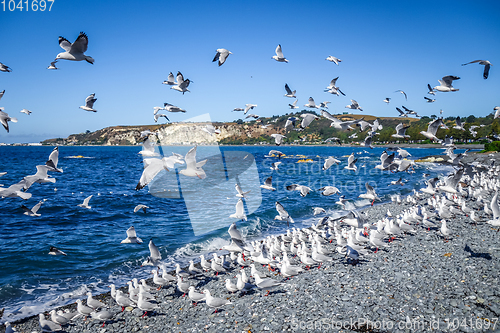 Image of Seagulls on Kaikoura beach, New Zealand