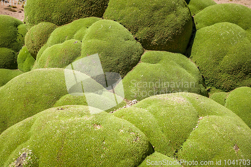 Image of Rock covered with moss in Bolivian sud lipez