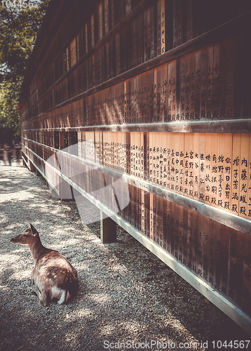 Image of Deer in front of Wooden tablets, Nara, Japan