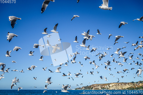 Image of Seagulls on Kaikoura beach, New Zealand