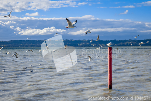 Image of Seagull on red stake, Rotorua lake, New Zealand