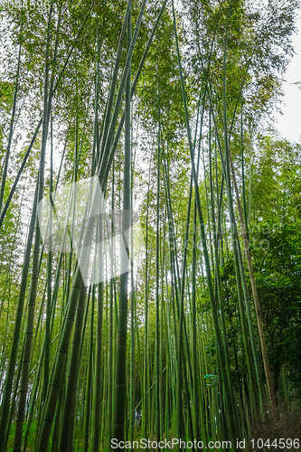 Image of Arashiyama bamboo forest, Kyoto, Japan