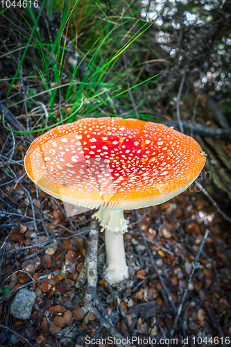 Image of Amanita muscaria. fly agaric toadstool