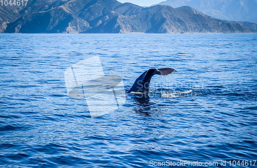 Image of Whale in Kaikoura bay, New Zealand