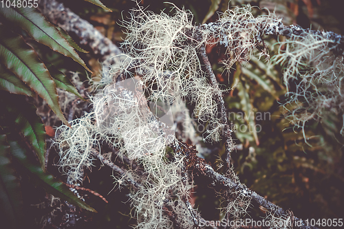 Image of Lichen close-up photo