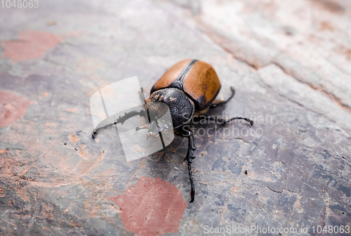 Image of Scarab close-up view