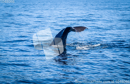 Image of Whale in Kaikoura bay, New Zealand