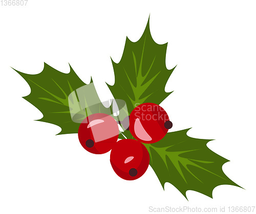 Image of Christmas holly berry mistletoe vector or color illustration