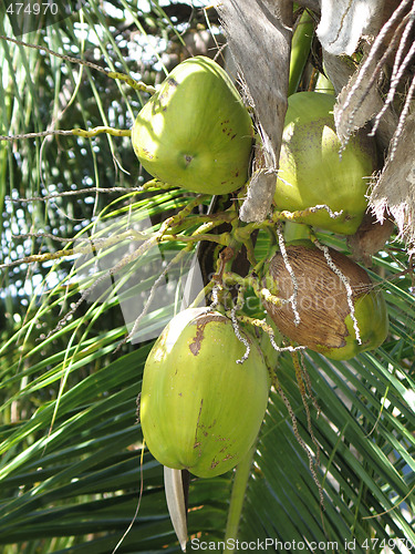 Image of green coconut in a tree