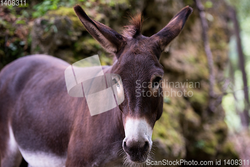 Image of Donkey in the woods