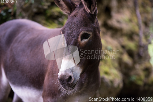 Image of Donkey in the woods