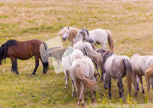 Image of portrait of beautiful wild horses