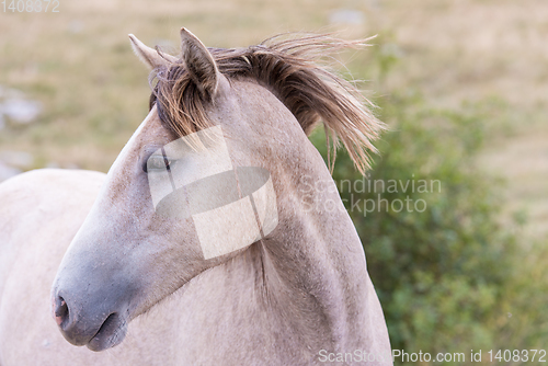 Image of portrait of beautiful wild horse