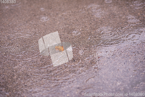 Image of leave on wet asphalt road