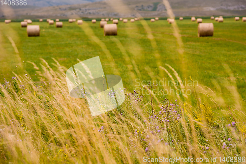 Image of Rolls of hay in a wide field