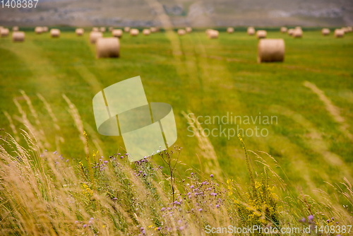 Image of Rolls of hay in a wide field