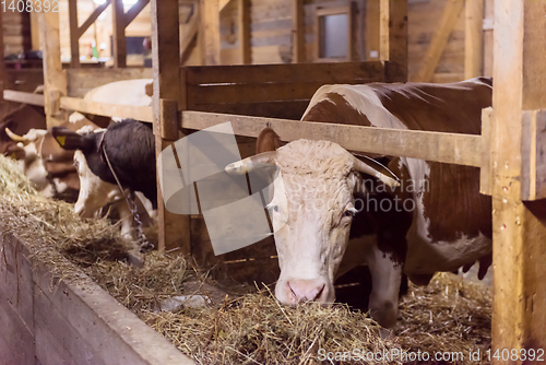 Image of herd of cows eating hay in cowshed on dairy farm