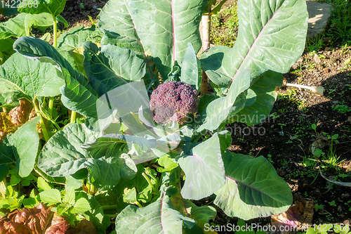 Image of purple broccoli plant in the garden