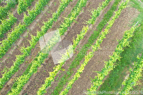 Image of aerial view vineyard scenery at Kaiserstuhl Germany