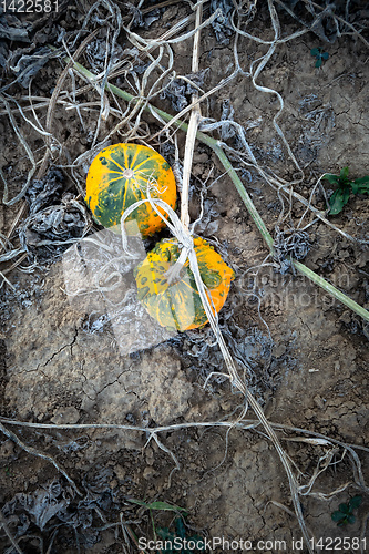 Image of typical field of pumpkin
