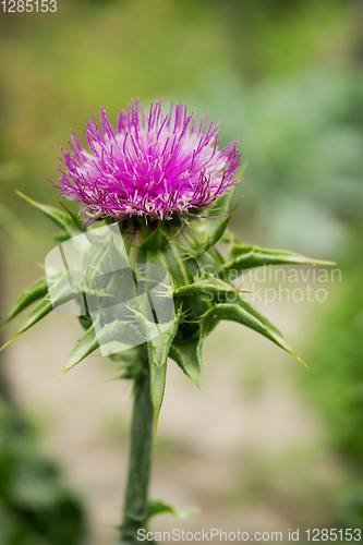 Image of Flower of thorny plant silybum marianum in August 