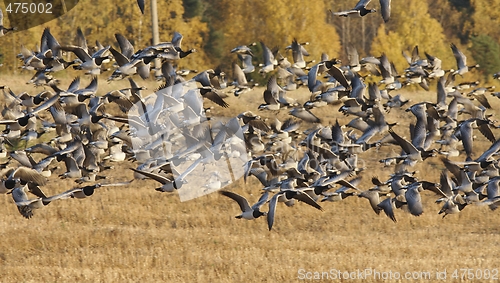 Image of Barnacle Goose 