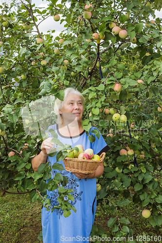 Image of An elderly woman standing under an apple tree