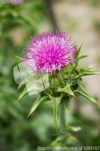 Image of Flower of thorny plant silybum marianum