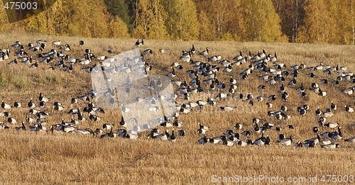 Image of Barnacle Goose. 