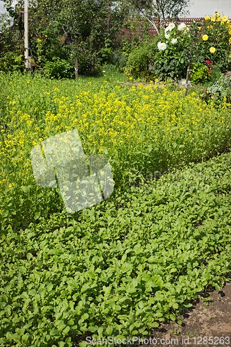 Image of Green manure crop in the garden in September