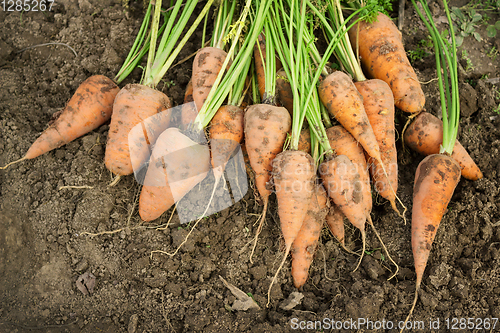 Image of Dug carrots lying on the arable land