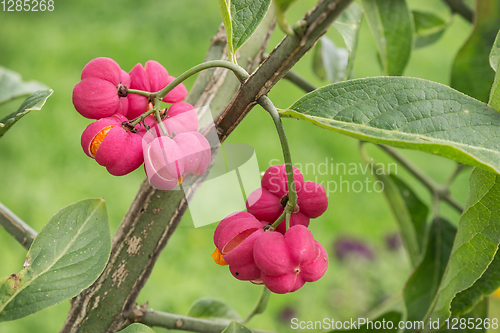 Image of Bright fruit euonymus in September