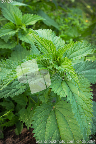 Image of Young shoots of nettles on the field