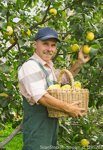 Image of Man picks the apples in garden in September