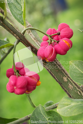 Image of Beautiful bright fruit euonymus in September