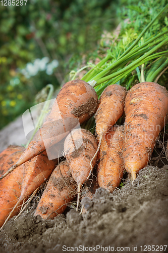 Image of Carrots lies on the edge of the field