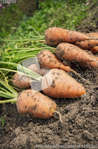 Image of Carrot lying on the edge of the field