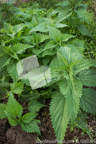 Image of Young green shoots of nettles on the field