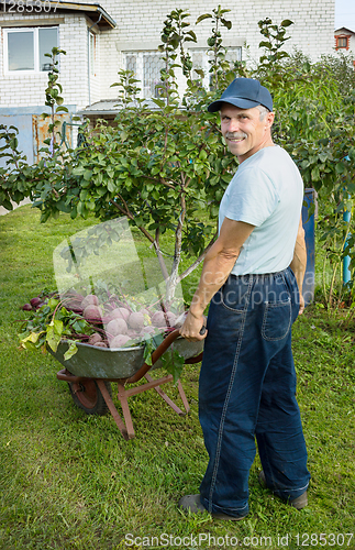 Image of Man with a wheelbarrow red beets in his garden