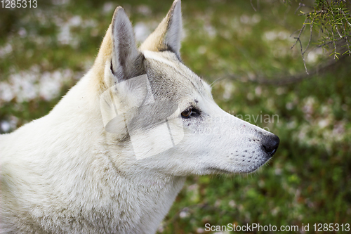 Image of Portrait of a white dog