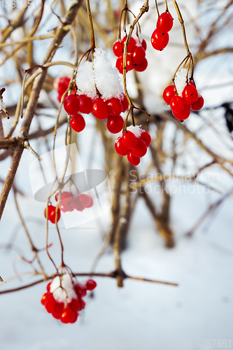 Image of Viburnum, on the branches in February